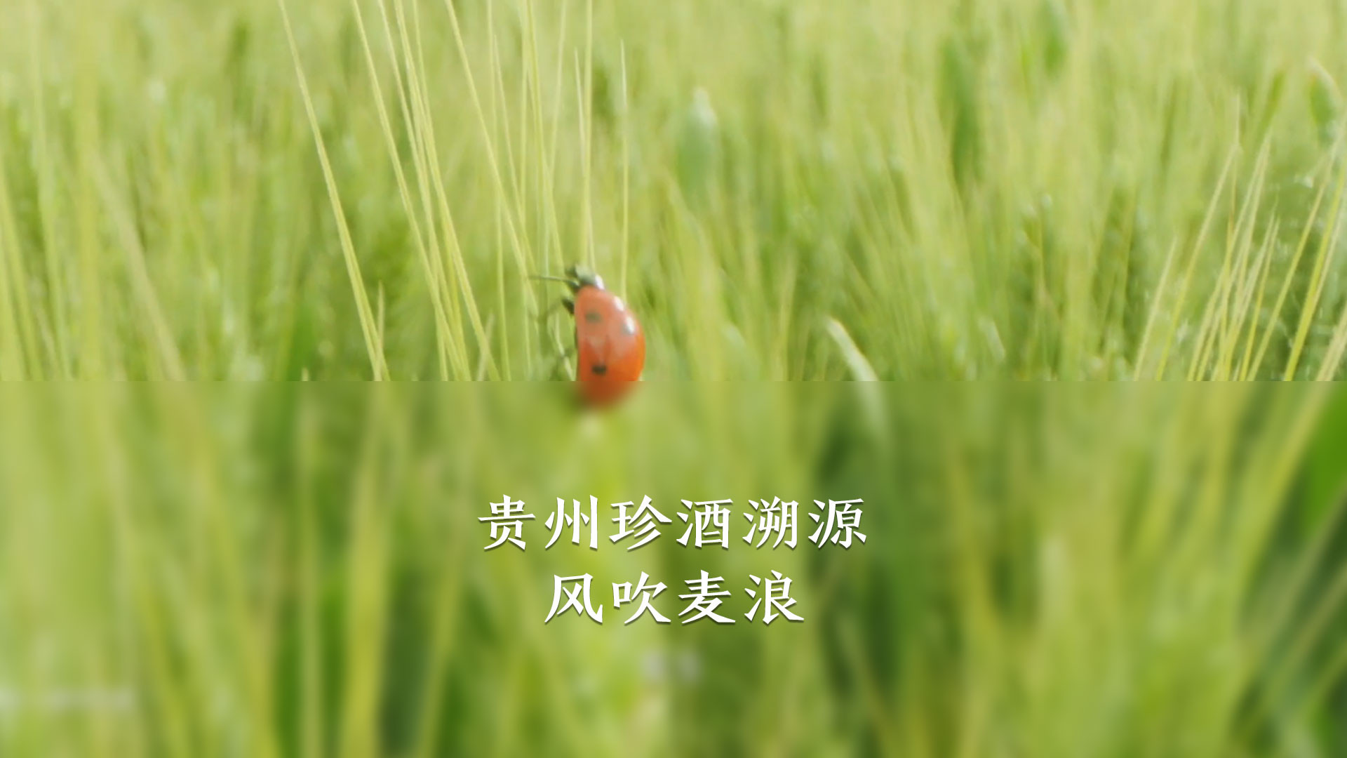 贵州珍酒·风吹麦浪 生生不息
